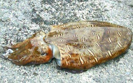 浜、湾内ともに連日アオリイカ、ヒラメ、モンゴウ、タコその他